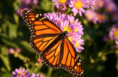 Monarch Butterlfy