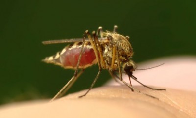 Malaria Carrying Mosquito